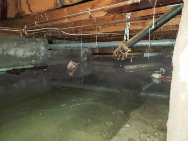Best Mold removal after water damage  in North Lewisburg, OH