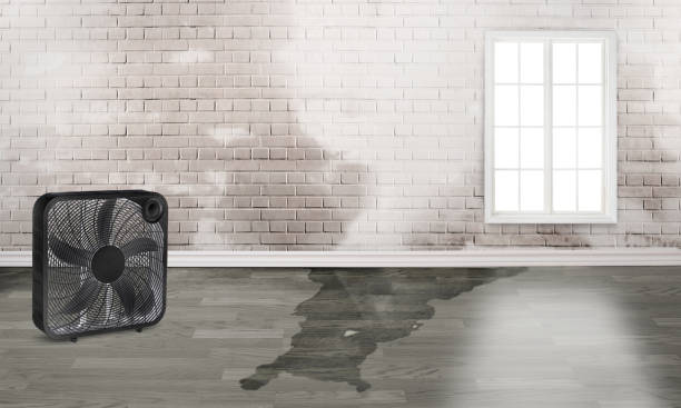 Best Local water damage restoration  in North Lewisburg, OH